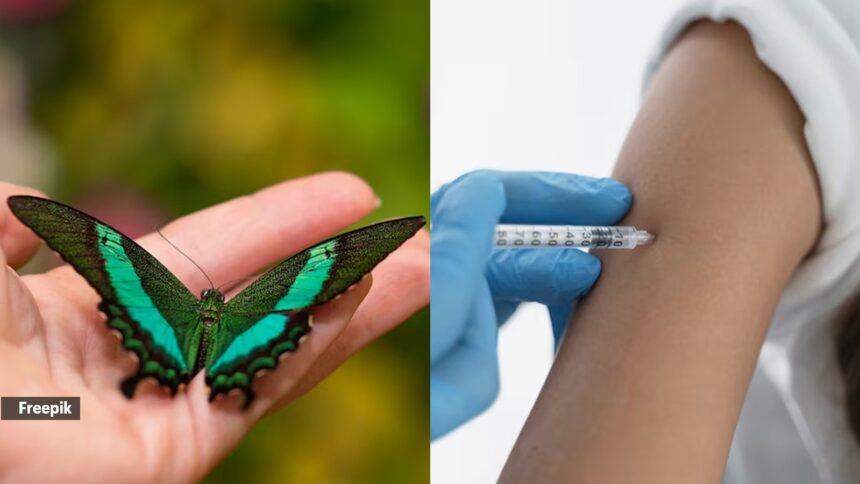 Can crushed butterflies contain toxins or bacteria potent enough to trigger septic shock?