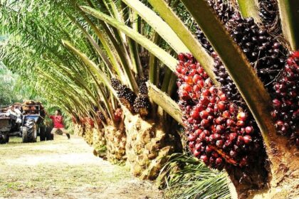 As demand surges, India will appear as the largest importer of Malaysia's largest oil palm seeds