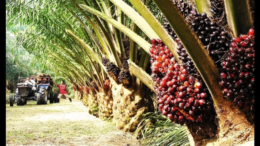 As demand surges, India will appear as the largest importer of Malaysia's largest oil palm seeds