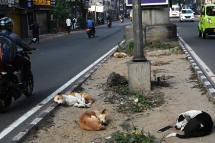 A shortage of shelters, shortage of veterinarians leads to a surge in dog bites and rabies deaths across South India