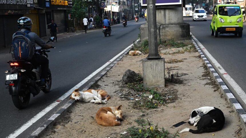 A shortage of shelters, shortage of veterinarians leads to a surge in dog bites and rabies deaths across South India