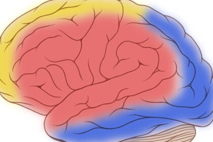 Connexin proteins assemble arteries to demand and nourish the brain