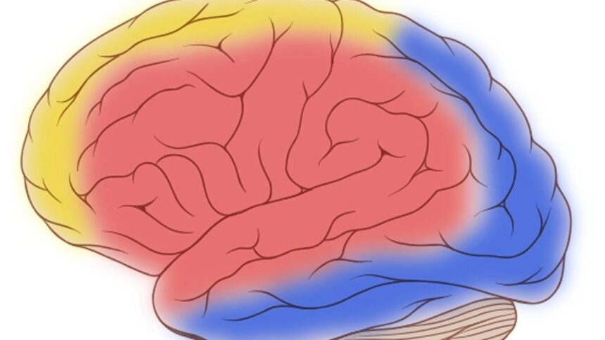 Connexin proteins assemble arteries to demand and nourish the brain