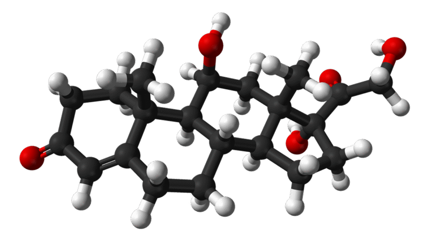 Why cortisol is more than a stress hormone