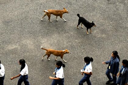 An outrage of the Kerala debate over stray dog control as rabies falls victim to low-income groups