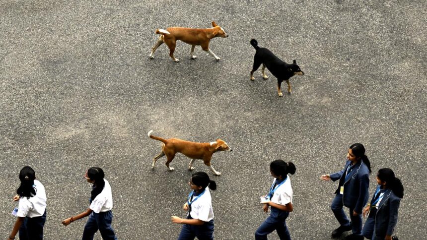 An outrage of the Kerala debate over stray dog control as rabies falls victim to low-income groups