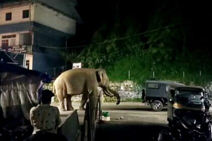 Approaching the Kerala poll, the LDF government is rushing to deal with the elephant in the room along with the Panchayat Rapid Team