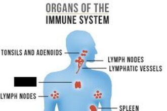 Science Quiz: About the Immune System