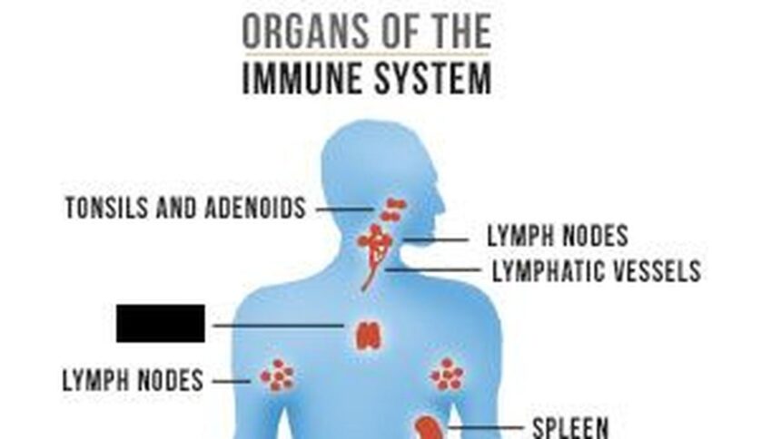 Science Quiz: About the Immune System