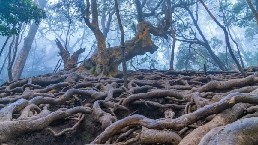 Kodaikanal