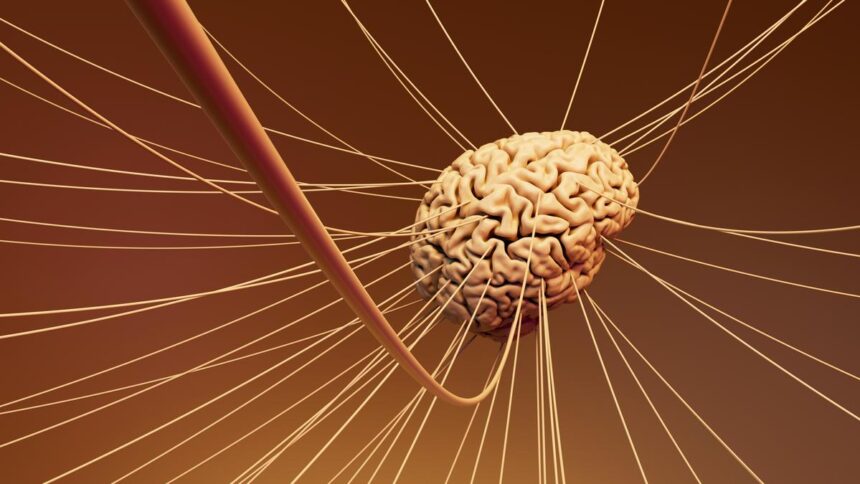 When emotions first appear, major research opens a window in the brain