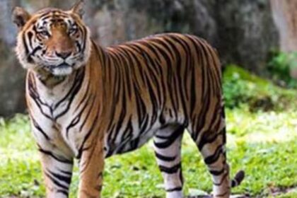 Annual tiger census,, tigers in Sunderbans, tiger population, tigers in india, chetah, lion, indian express news