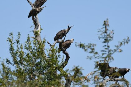 Why Vultures are important to prevent the pandemic | explained