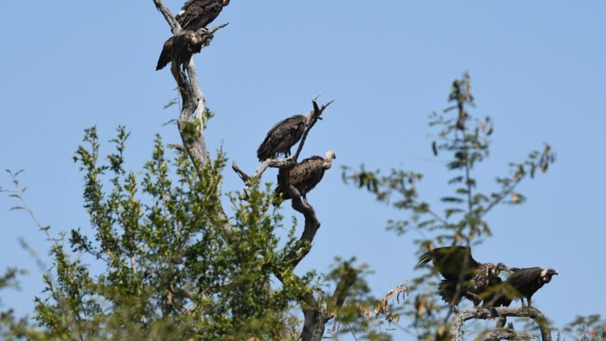 Why Vultures are important to prevent the pandemic | explained