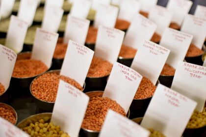 Niti Aayog recommends multiple strategies to enhance pulse production