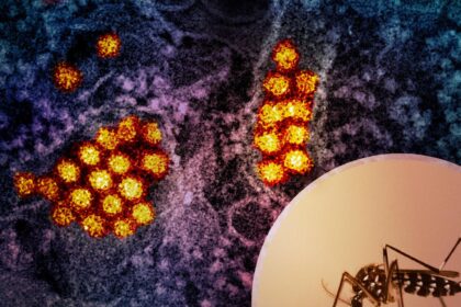 Crosstalk: Dengue fever worsens when Japan's immunity to encephalitis is weakened