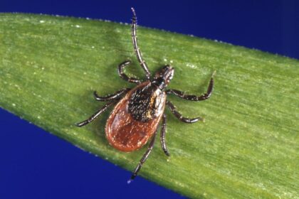 Unproven Lyme Disease Testing and Treatment is Growing