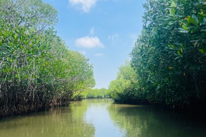Mangroves
