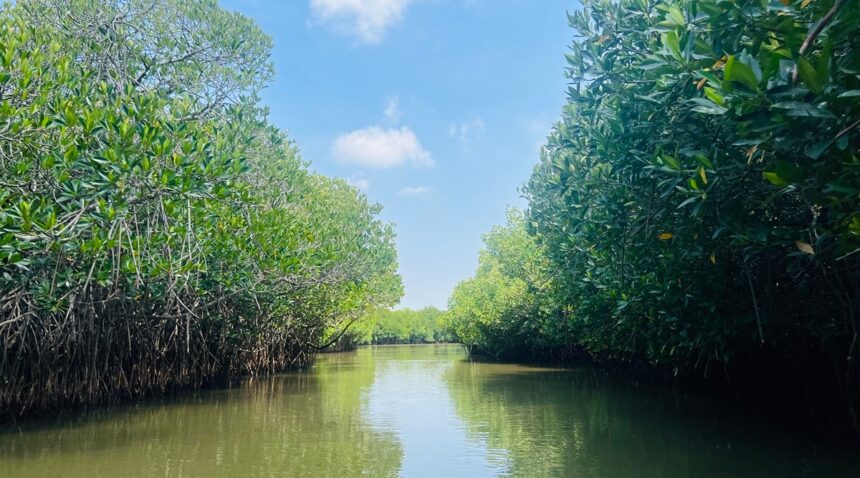 Mangroves