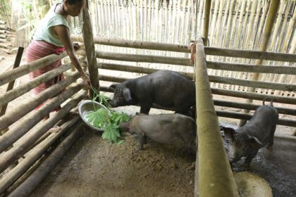 Thicker, More Biosecure: Assam's BTR pig mission has European imprints