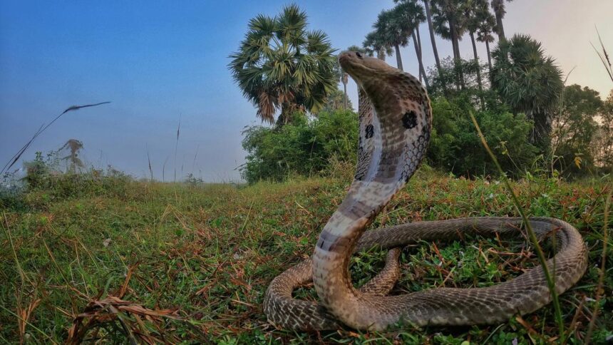 Research shows that climate change can drive India's new snakebite hotspots