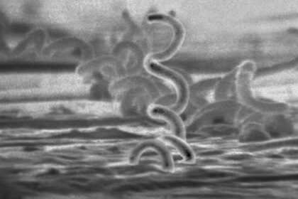 Increased antibiotic resistance in STIs seen in India: Experts