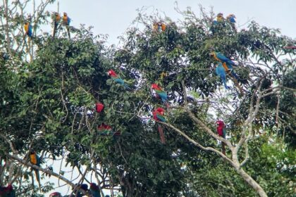 parrots