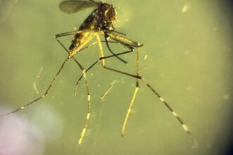 Telangana recorded over 4,000 dengue cases between April and August this year: NCVBDC data