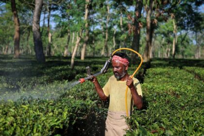 Climate change is one of the biggest challenges for the tea industry: experts