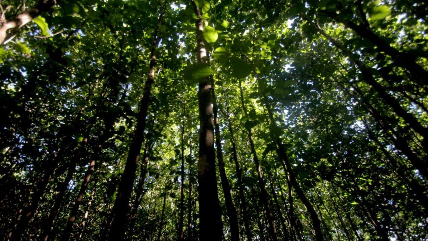 Government eases green space regulations for industrial projects