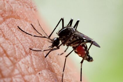 Regional conditions are more important than climate in the Chikungunya epidemic, analysis shows