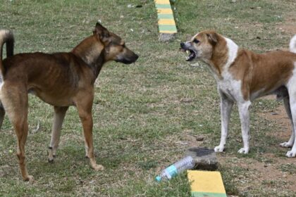 Disparities in rabies treatment persist at city health centers