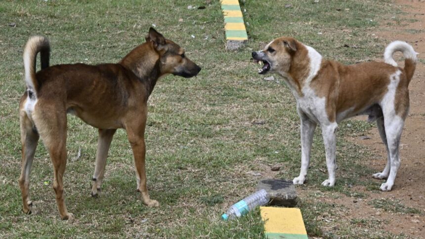 Disparities in rabies treatment persist at city health centers