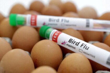 A Washington man is thought to be the first person to die from rare H5N5 bird flu in the US.