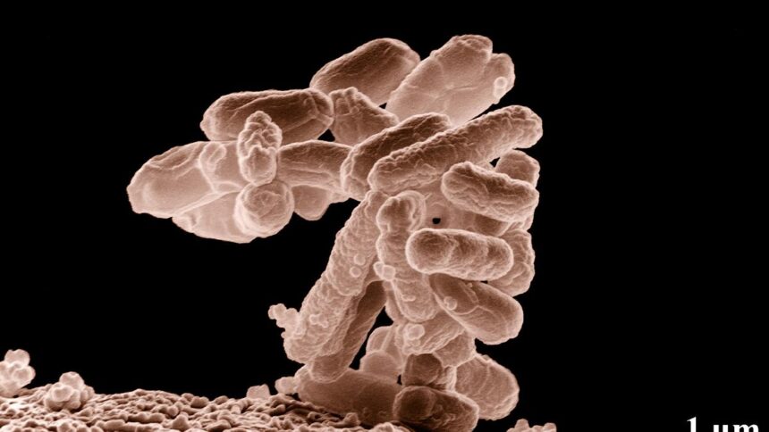 Science Quiz: About Antimicrobial Resistance
