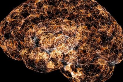 Scientists publish first draft of atlas of brain development