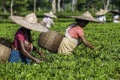 Body of Assam tea planter sets conditions for giving up land to workers