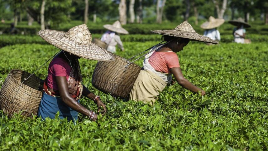Body of Assam tea planter sets conditions for giving up land to workers