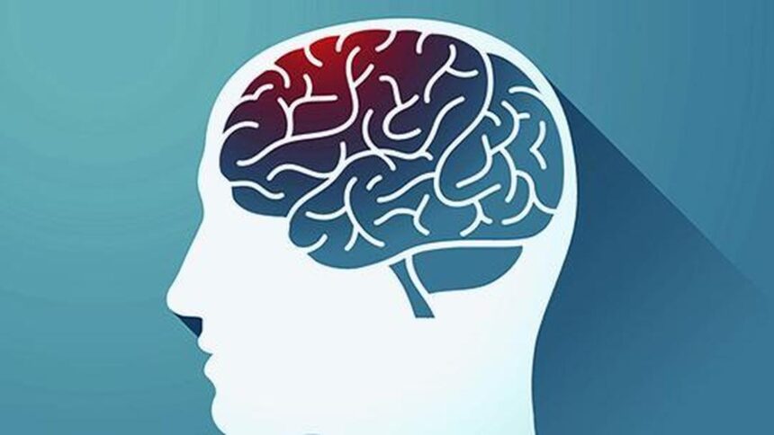 Observing the inside of the brain with angiography