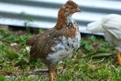 Genetic studies show us this H5N5 virus is distinct from the dominant H5N1 strain that is also circulating in birds worldwide.