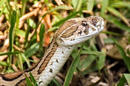 Google Preferred Source