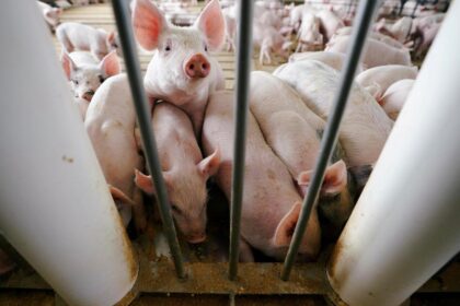 US military to stop shooting pigs and goats as a way to train medics on the battlefield