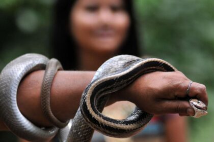 Assam's demo model is focus of ICMR project aimed at 'zero snakebite deaths'