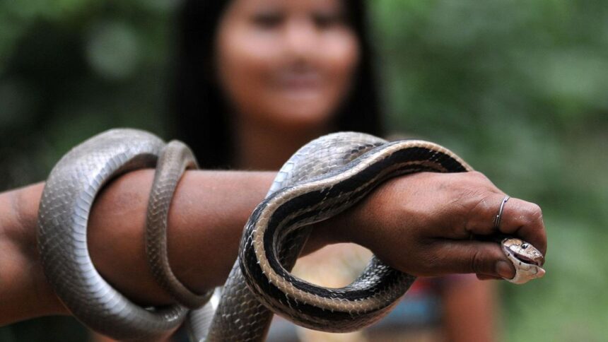 Assam's demo model is focus of ICMR project aimed at 'zero snakebite deaths'