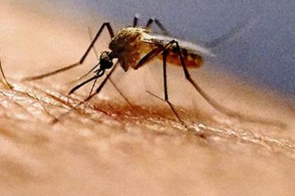 Invasive mosquito species breeding in urban areas threatens India's 2030 malaria elimination goal