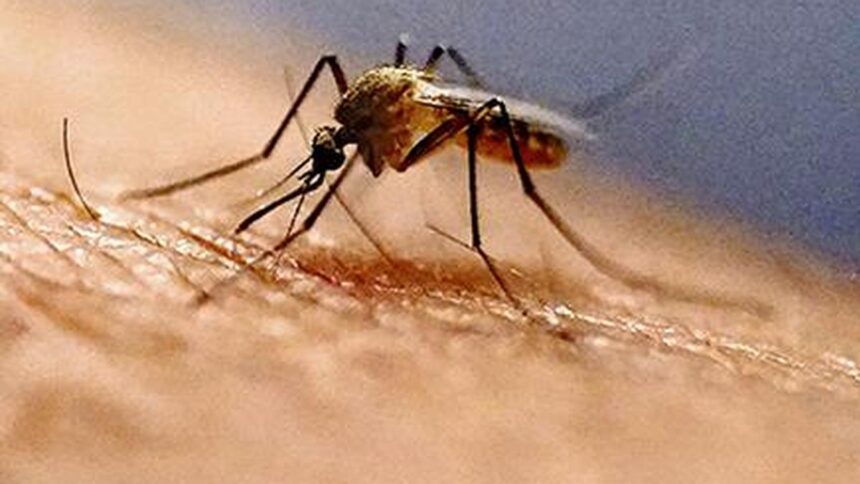 Invasive mosquito species breeding in urban areas threatens India's 2030 malaria elimination goal