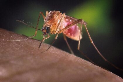 Research reveals that mosquito-borne diseases are rapidly expanding as a threat to humanity