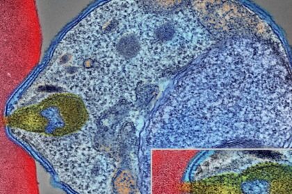 The malaria parasite penetrates deeper through the skin with a corkscrew.