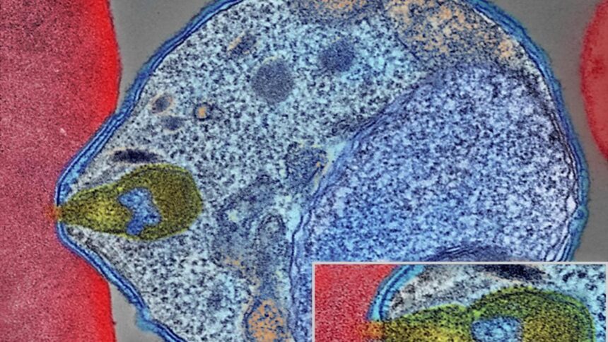 The malaria parasite penetrates deeper through the skin with a corkscrew.