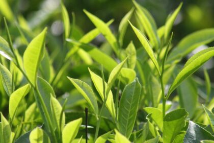 What constitutes "tea"? FSSAI revealed